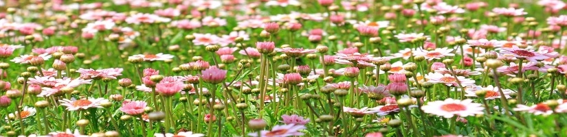 Sommertee